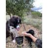 Croq'truffe pour chiens