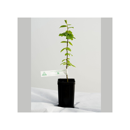 plant charme truffier INRAE