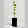 plant charme truffier INRAE