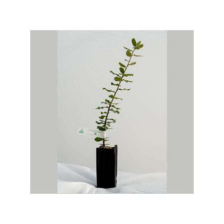 plant chêne vert truffier INRAE