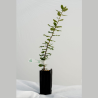 plant chêne vert truffier INRAE