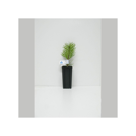 plant pin truffier INRAE