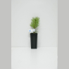 plant pin truffier INRAE