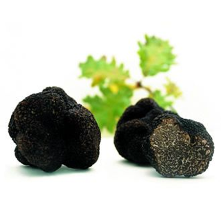 Truffe noire Tuber Melanosporum