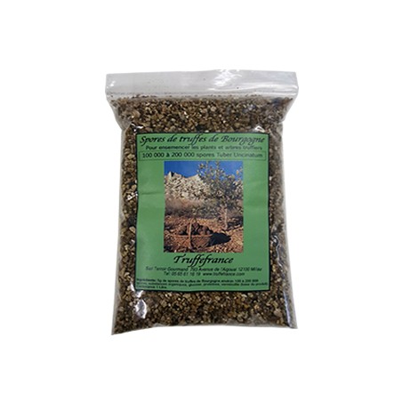 spores de truffes de Bourgogne