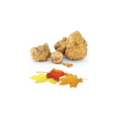Truffes entières blanches d'Alba fraîches