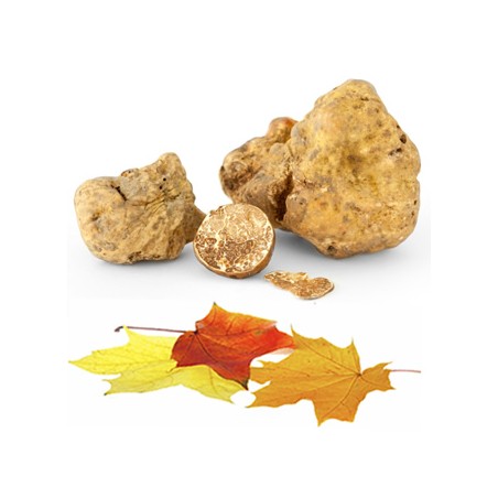 truffes blanches d'Alba