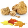 truffes blanches d'Alba