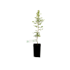 plant hêtre truffier Tuber Uncinatum
