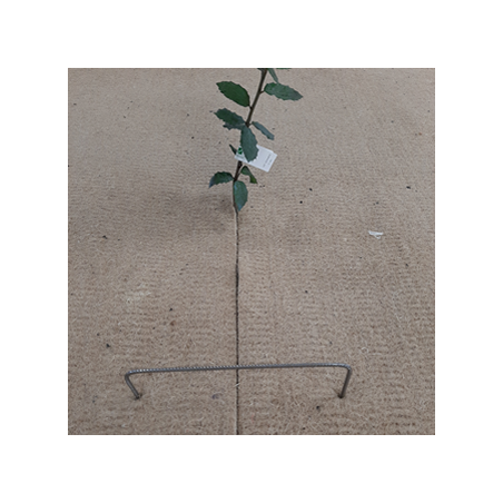 Agrafe pour fixation du Techmat-Bio