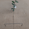 Agrafe pour fixation du Techmat-Bio