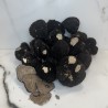 Truffe d'été Tuber Aestivum