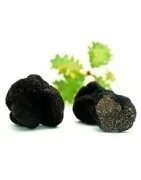 Truffes fraiches