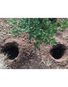 Spores pour réensemencement des plants truffiers