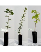 Plants Truffiers Truffes Noires