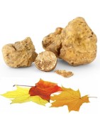 Truffes d'Alba