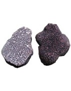 Truffes brumales