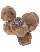 Truffes Bianchetti surgelées