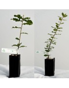 Plants Truffiers truffes de Bourgogne