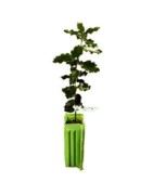 Plants Truffiers Truffe d'été
