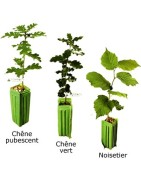 Plant truffier Tuber Mélanosporum de 2 ans certifié INRA
