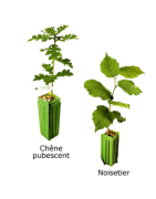 Plant truffier Tuber Uncinatum de 1 an certifié INRA