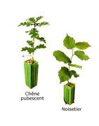 Plant truffier Tuber Uncinatum de 2 ans certifié INRA