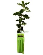 Plant truffier Tuber Aestivum de 1 an certifié INRA