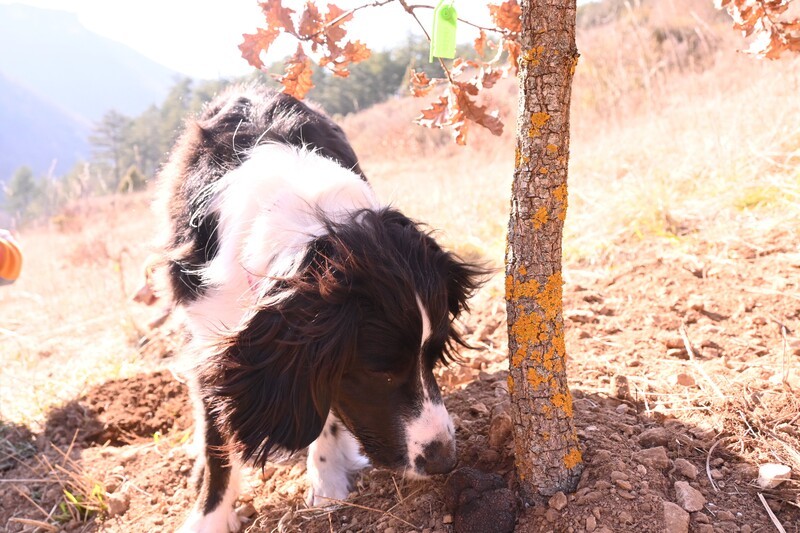 Chien