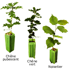 Arbres truffiers