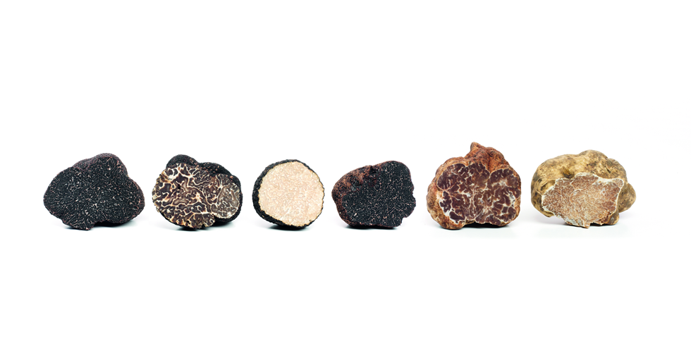 BANDEAU TRUFFES FRAICHES